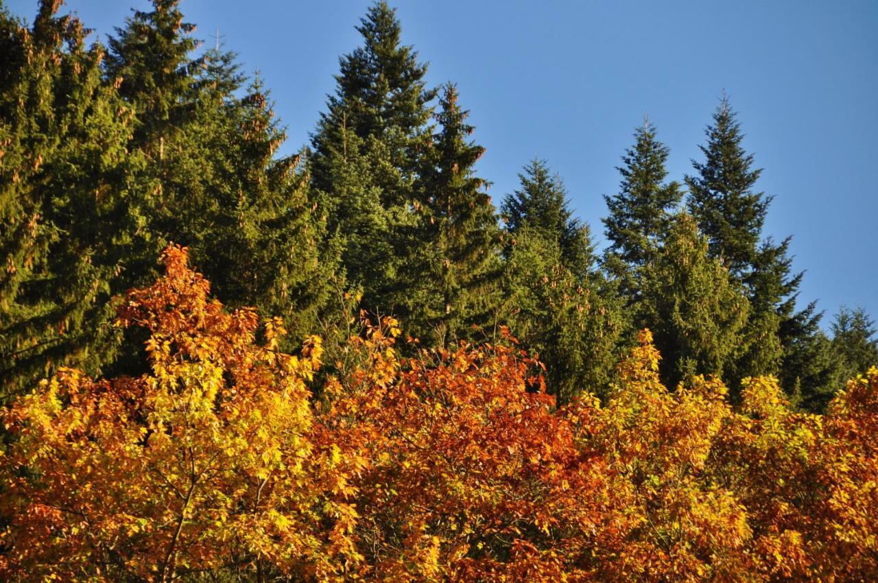 Oberweißbach Flair-Hotel Waldfrieden מראה חיצוני תמונה